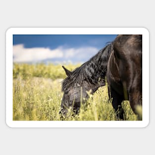 Norik mare on the pasture Sticker